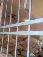 तहसील पिथौरा में धान भंडारण पर कार्रवाई, 300 बोरी धान जप्त