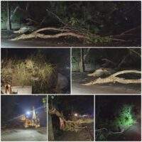 आंधी-तूफान का असर: NH-353 पर गिरे तीन दर्जन से ज्यादा पेड़, यातायात कुछ समय के लिए रहा बाधित