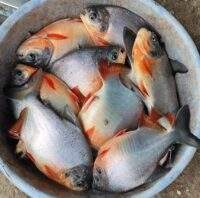 IMG 20260913 WA0018